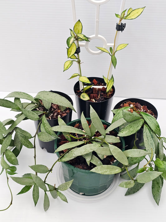 Hoya Lacunosa Bundle Pack