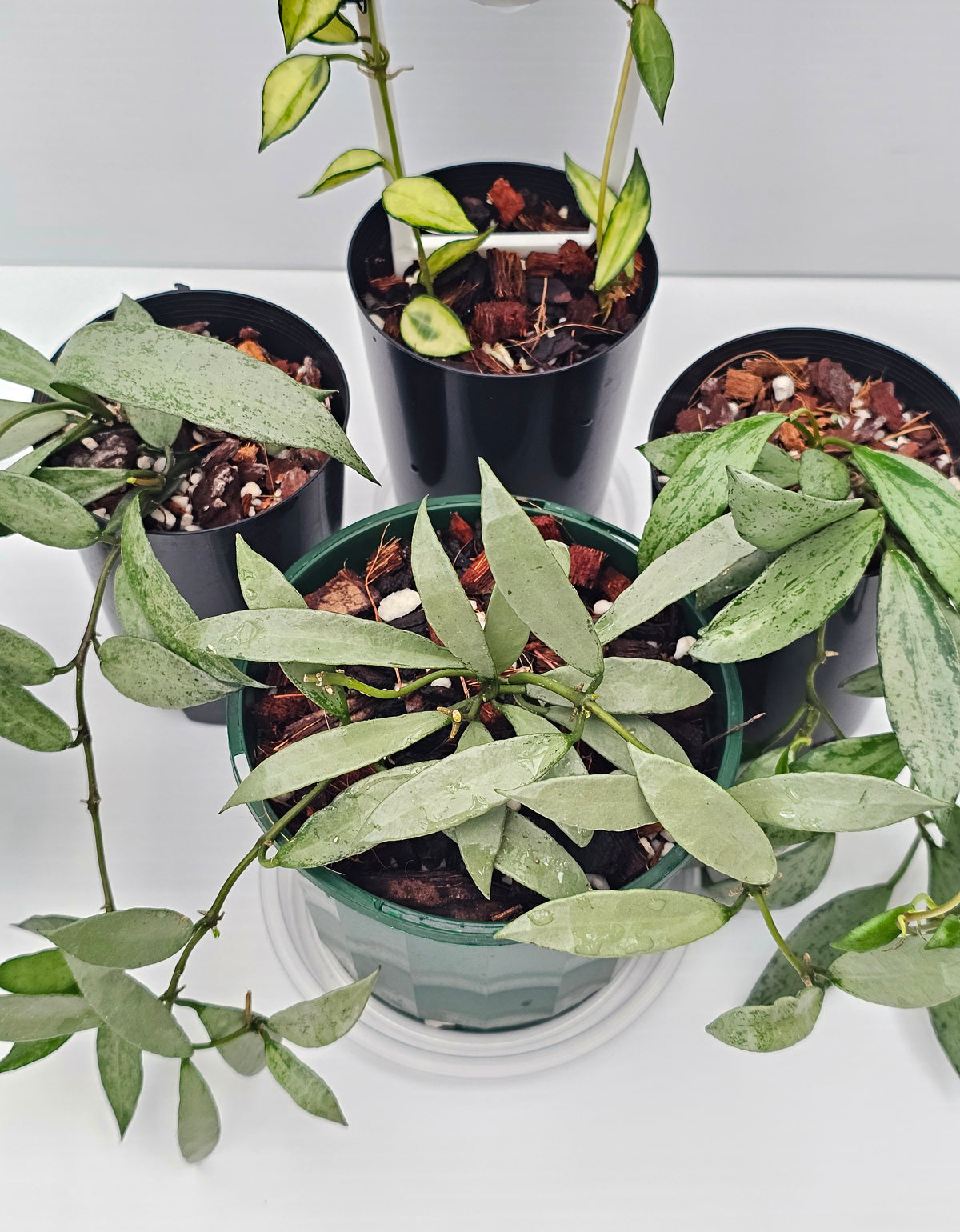 Hoya Lacunosa Bundle Pack