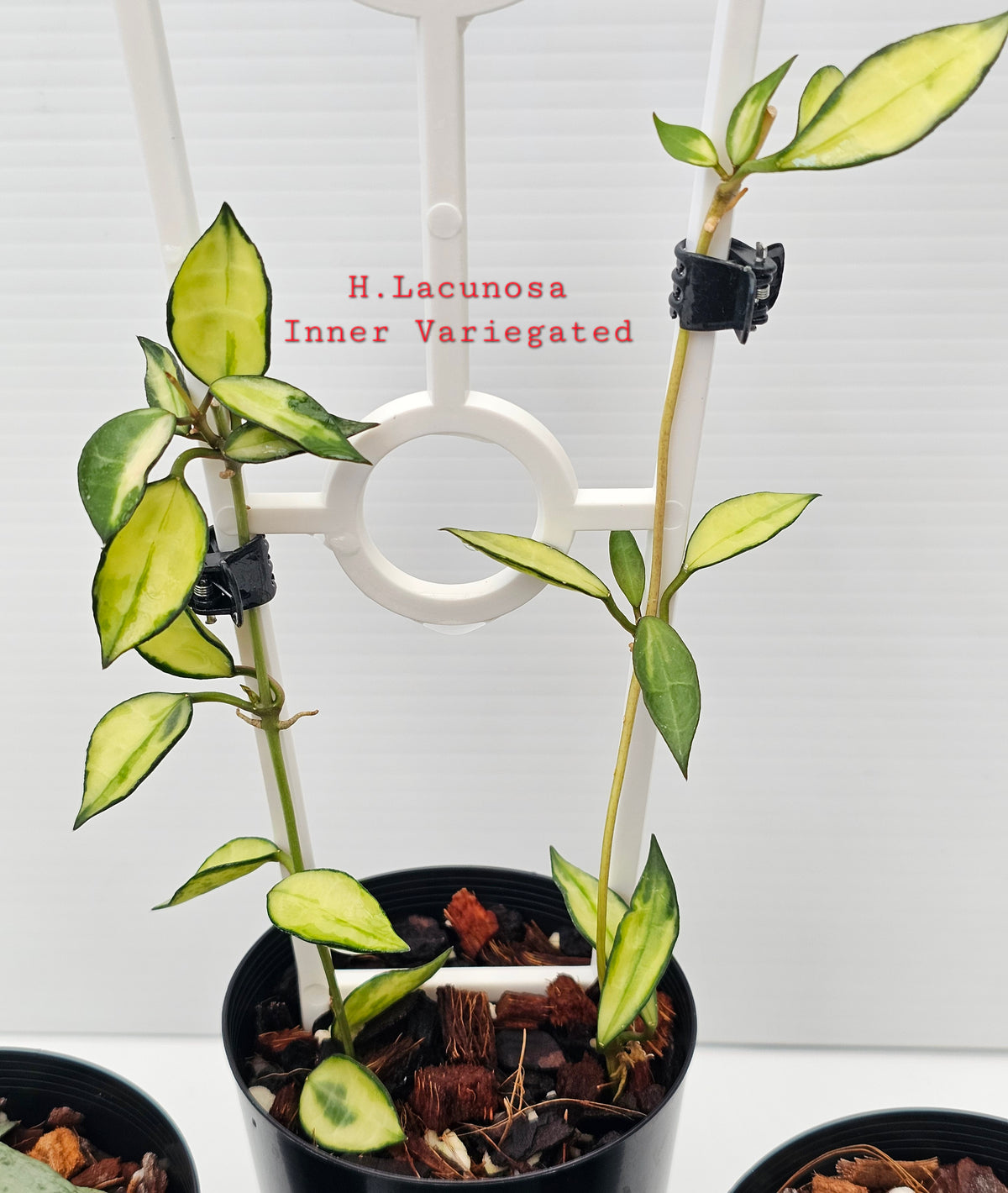 Hoya Lacunosa Bundle Pack