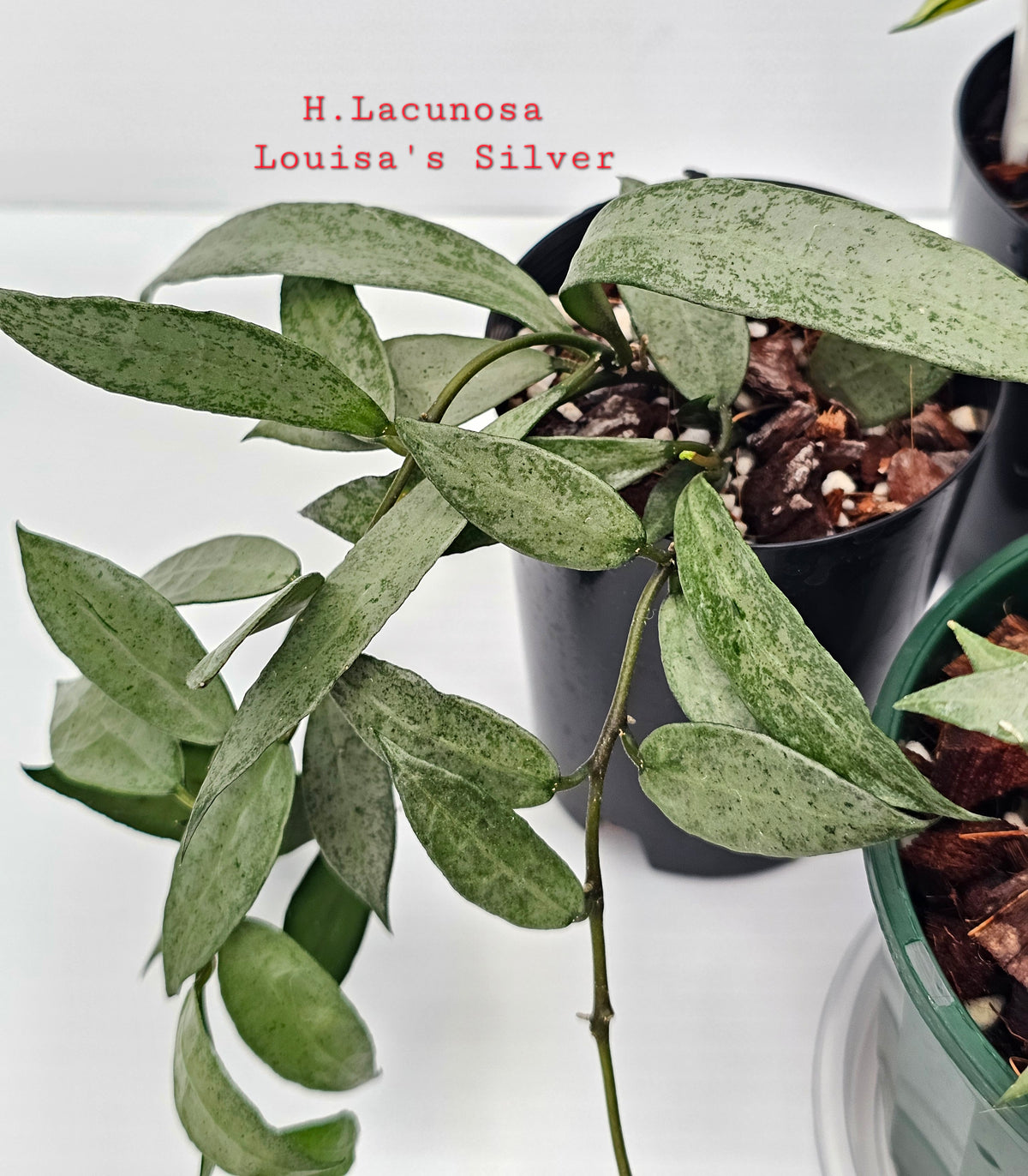 Hoya Lacunosa Bundle Pack