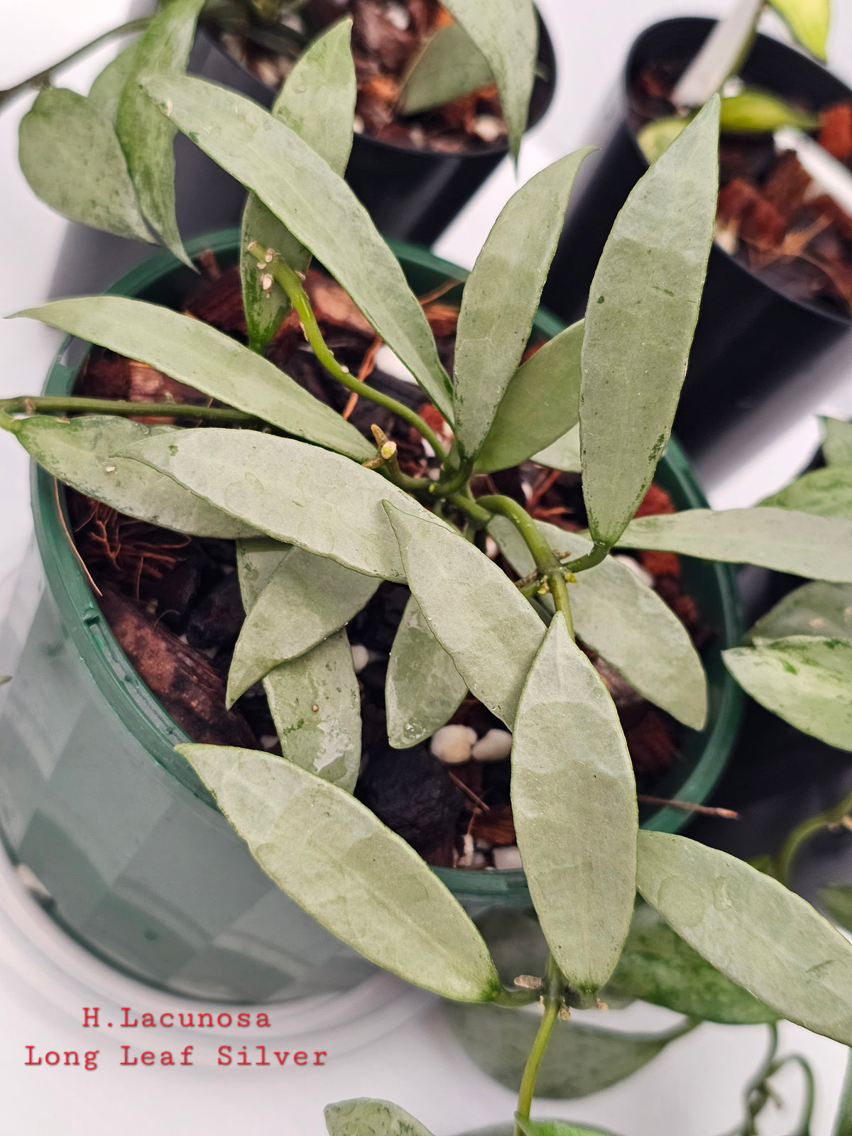 Hoya Lacunosa Bundle Pack