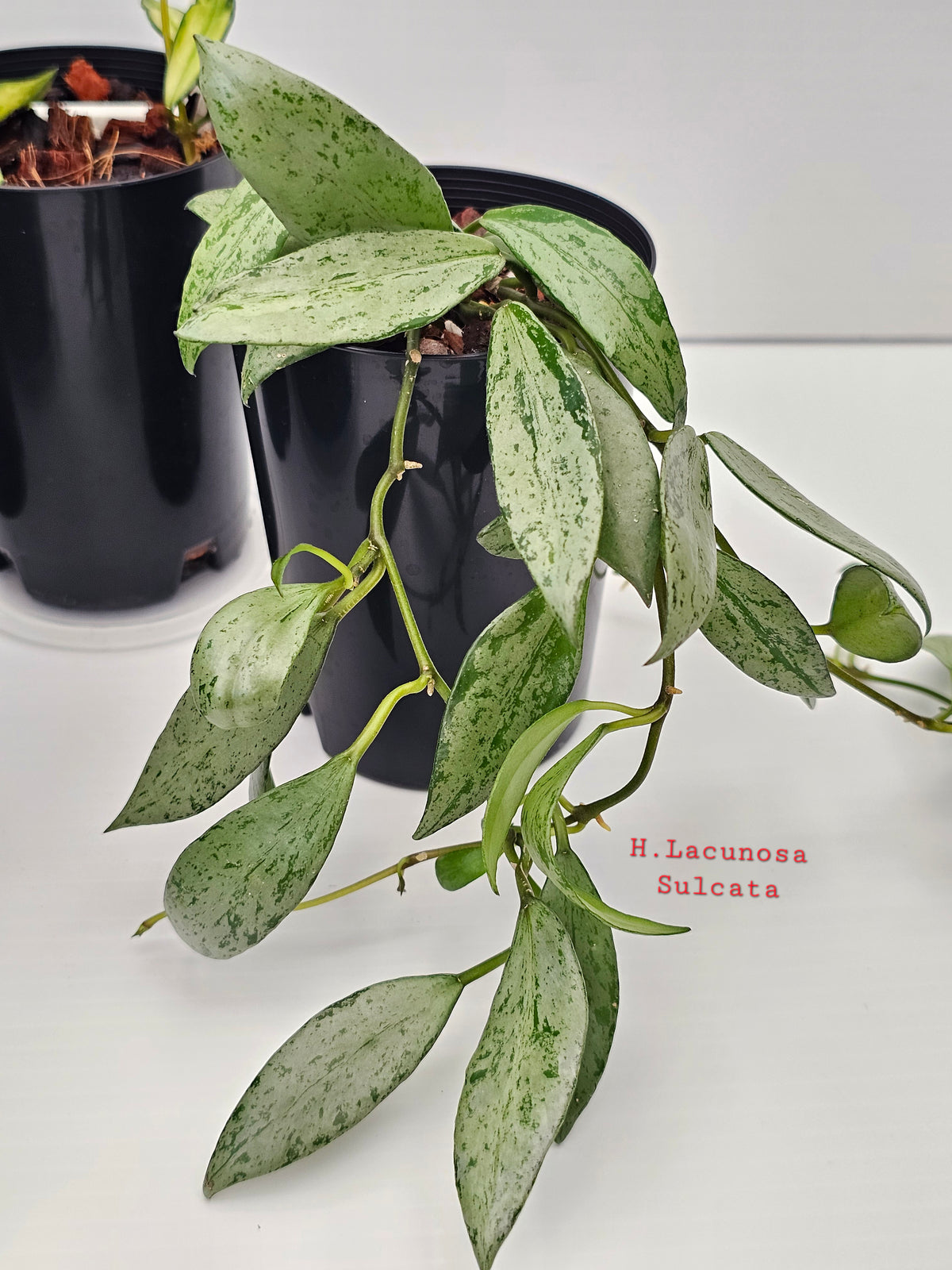 Hoya Lacunosa Bundle Pack