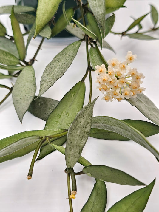 Hoya lacunosa 'Louisa's Silver' (Basket)