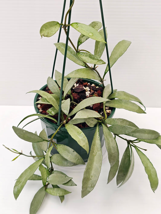 Hoya lacunosa 'Long Leaf Silver' Basket