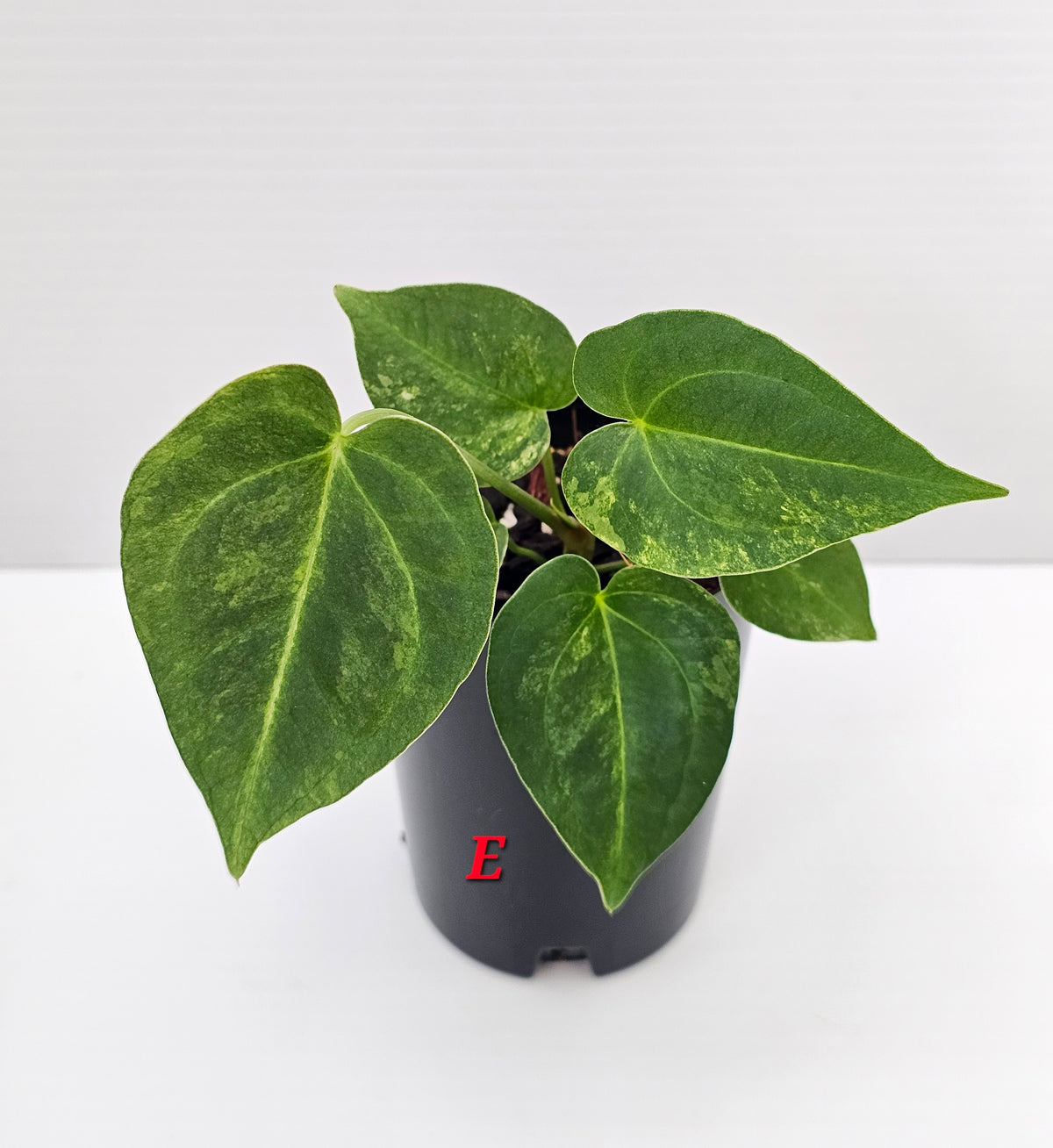 🪴💫 Anthurium forgetii Variegated x DC Hybrid 💫🪴