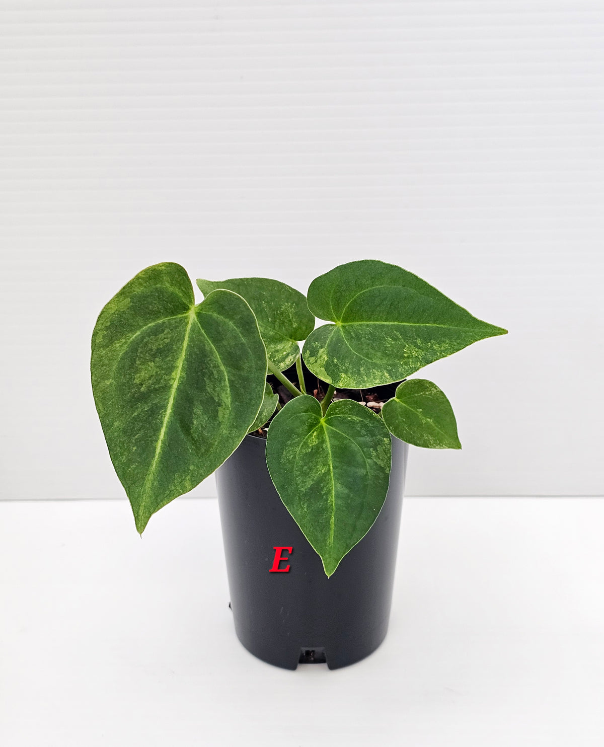 🪴💫 Anthurium forgetii Variegated x DC Hybrid 💫🪴