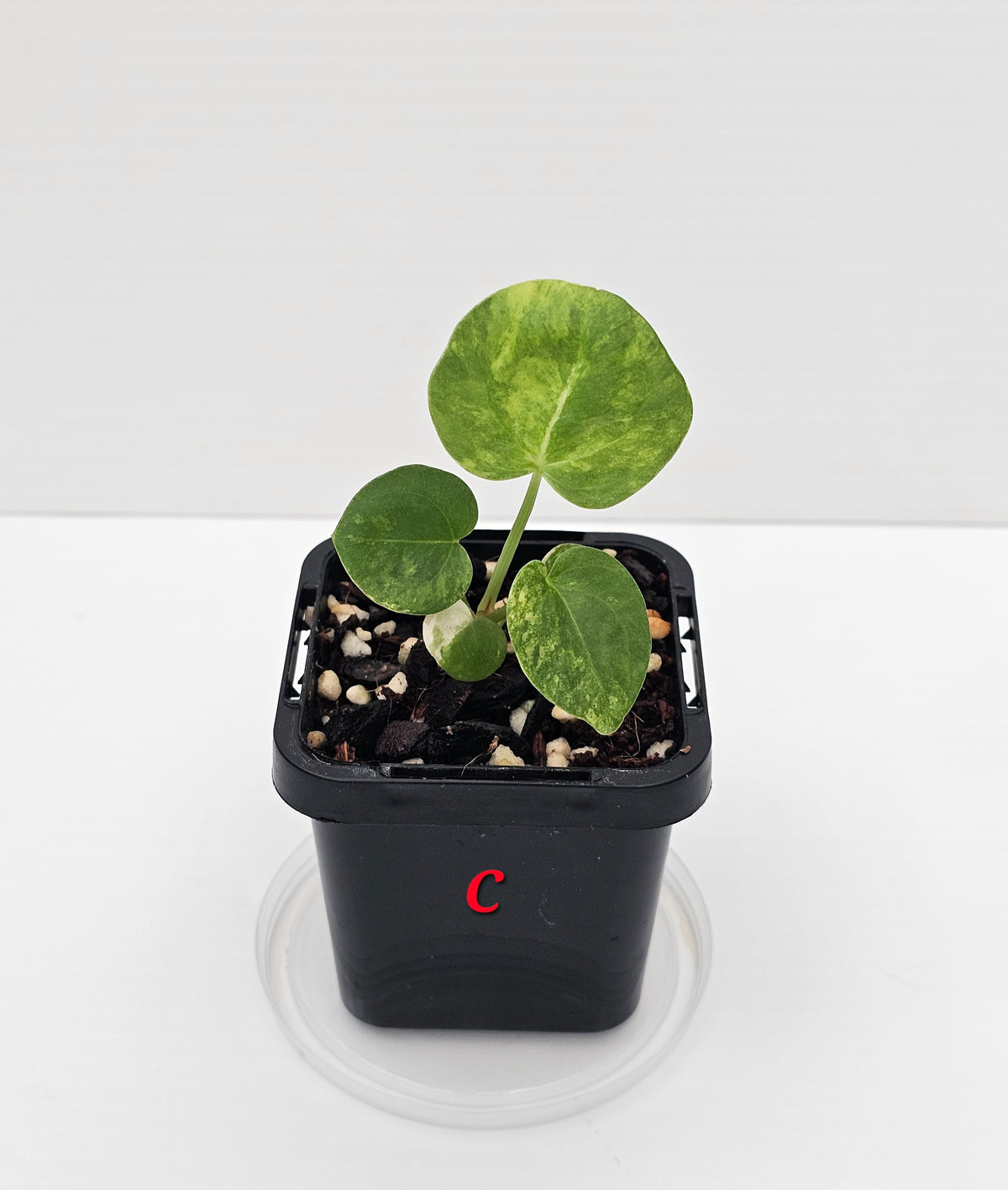 🪴💫 Anthurium forgetii Variegated x DC Hybrid 💫🪴