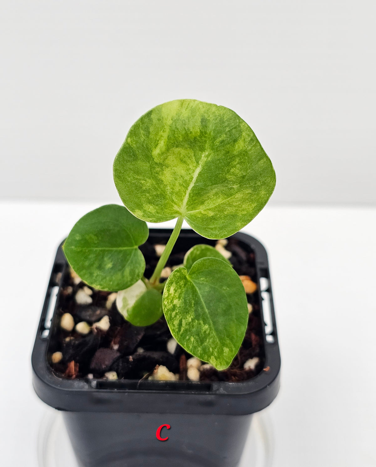 🪴💫 Anthurium forgetii Variegated x DC Hybrid 💫🪴