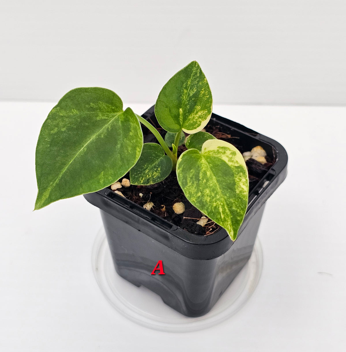 🪴💫 Anthurium forgetii Variegated x DC Hybrid 💫🪴