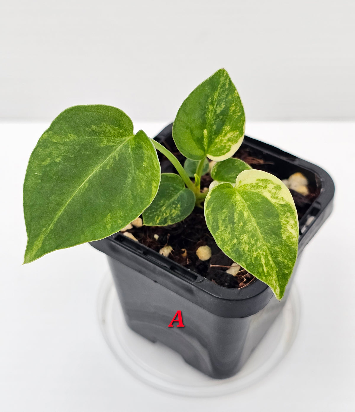 🪴💫 Anthurium forgetii Variegated x DC Hybrid 💫🪴