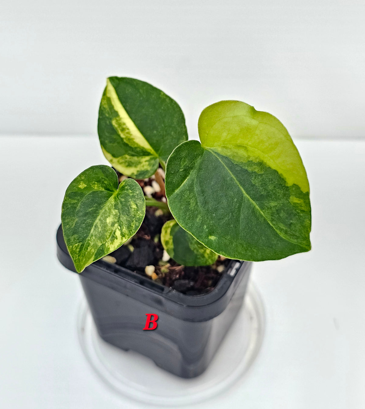 🪴💫 Anthurium forgetii Variegated x DC Hybrid 💫🪴