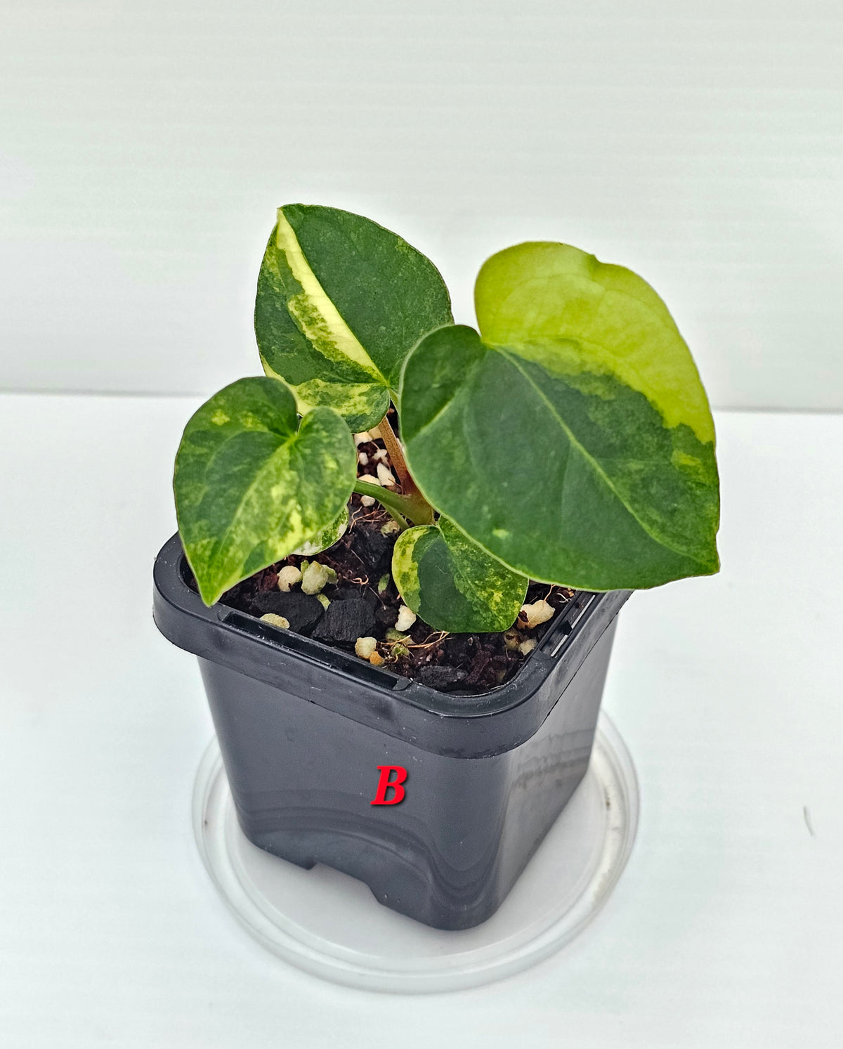 🪴💫 Anthurium forgetii Variegated x DC Hybrid 💫🪴