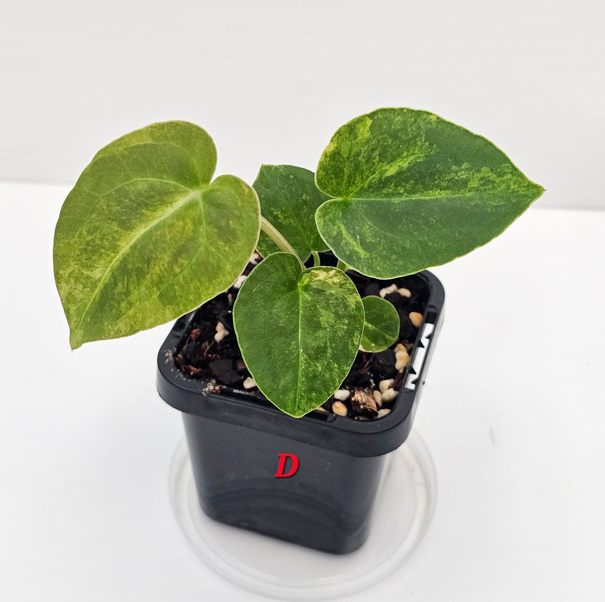 🪴💫 Anthurium forgetii Variegated x DC Hybrid 💫🪴