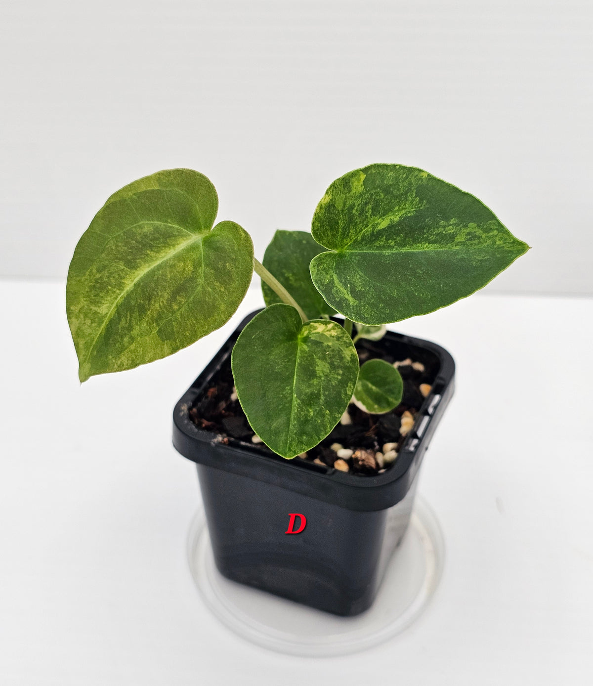 🪴💫 Anthurium forgetii Variegated x DC Hybrid 💫🪴