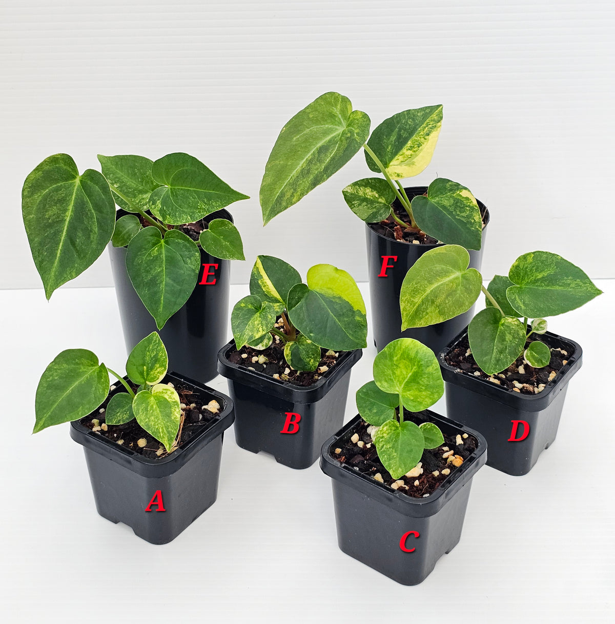 🪴💫 Anthurium forgetii Variegated x DC Hybrid 💫🪴