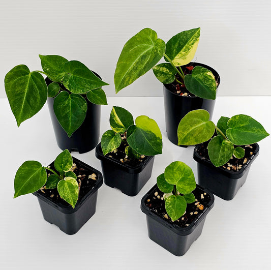 🪴💫 Anthurium forgetii Variegated x DC Hybrid 💫🪴