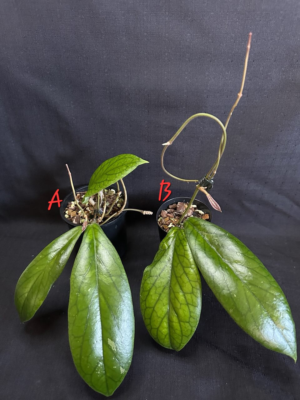 Hoya vitellinoides