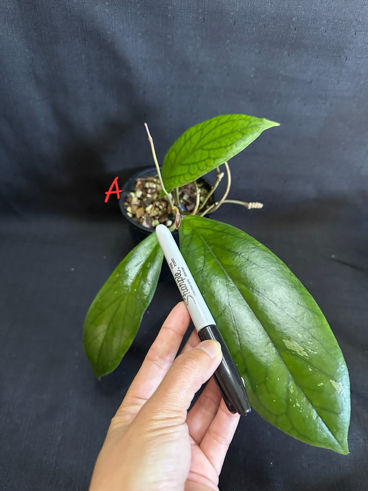 Hoya vitellinoides