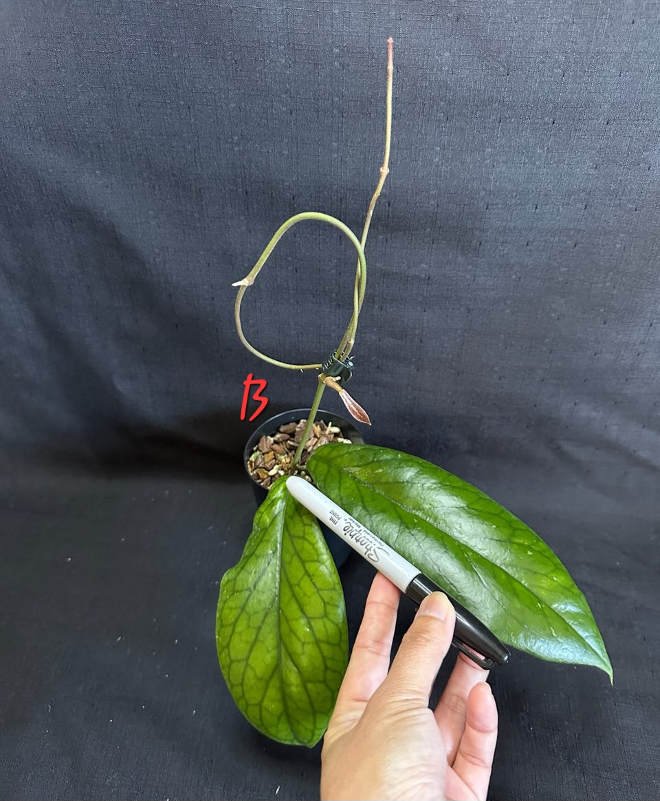 Hoya vitellinoides