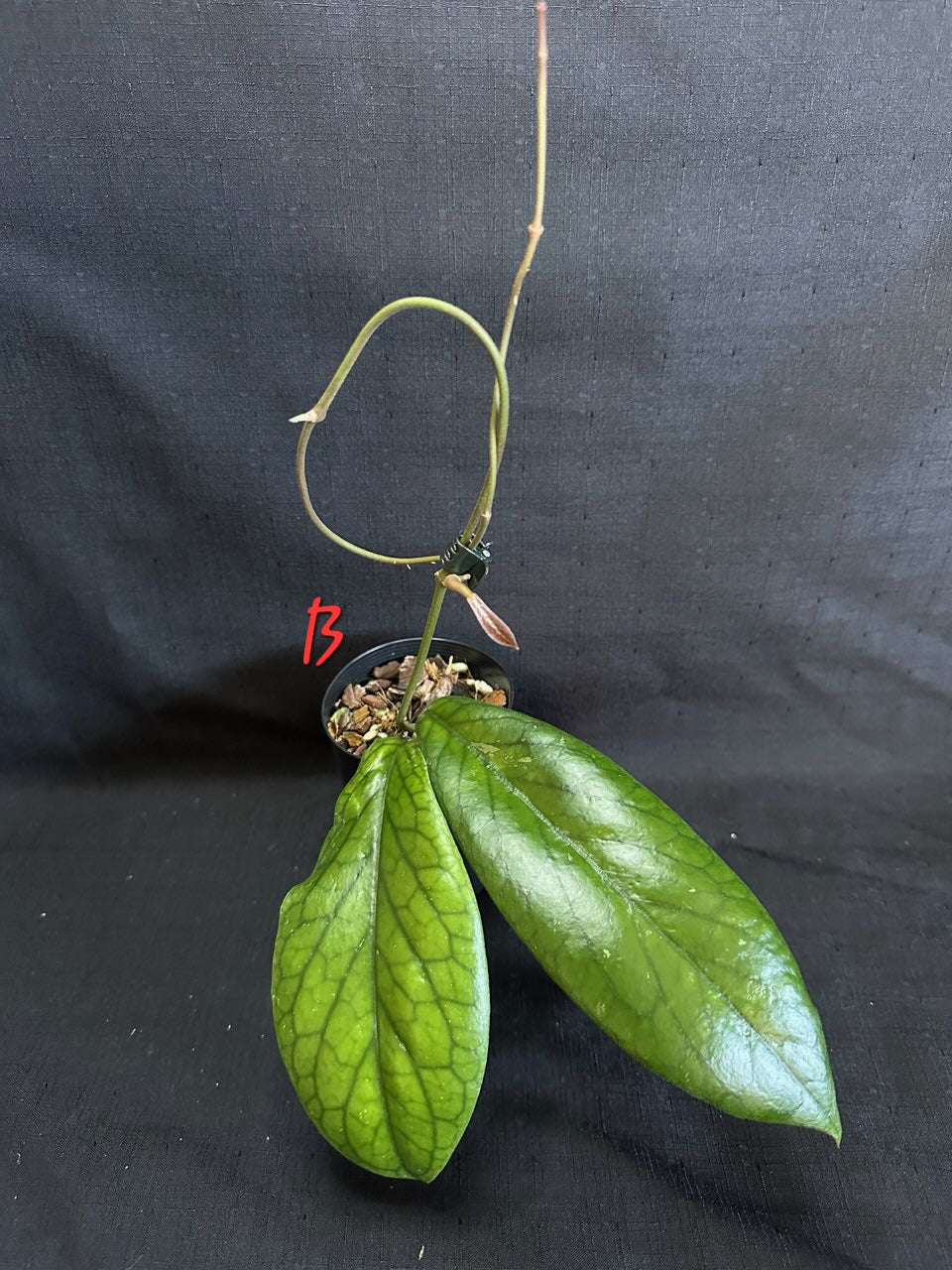 Hoya vitellinoides
