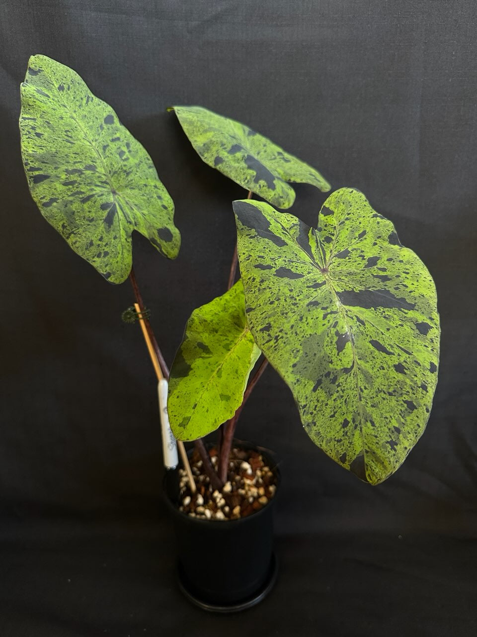 Alocasia & Colocasia Bundle Pack