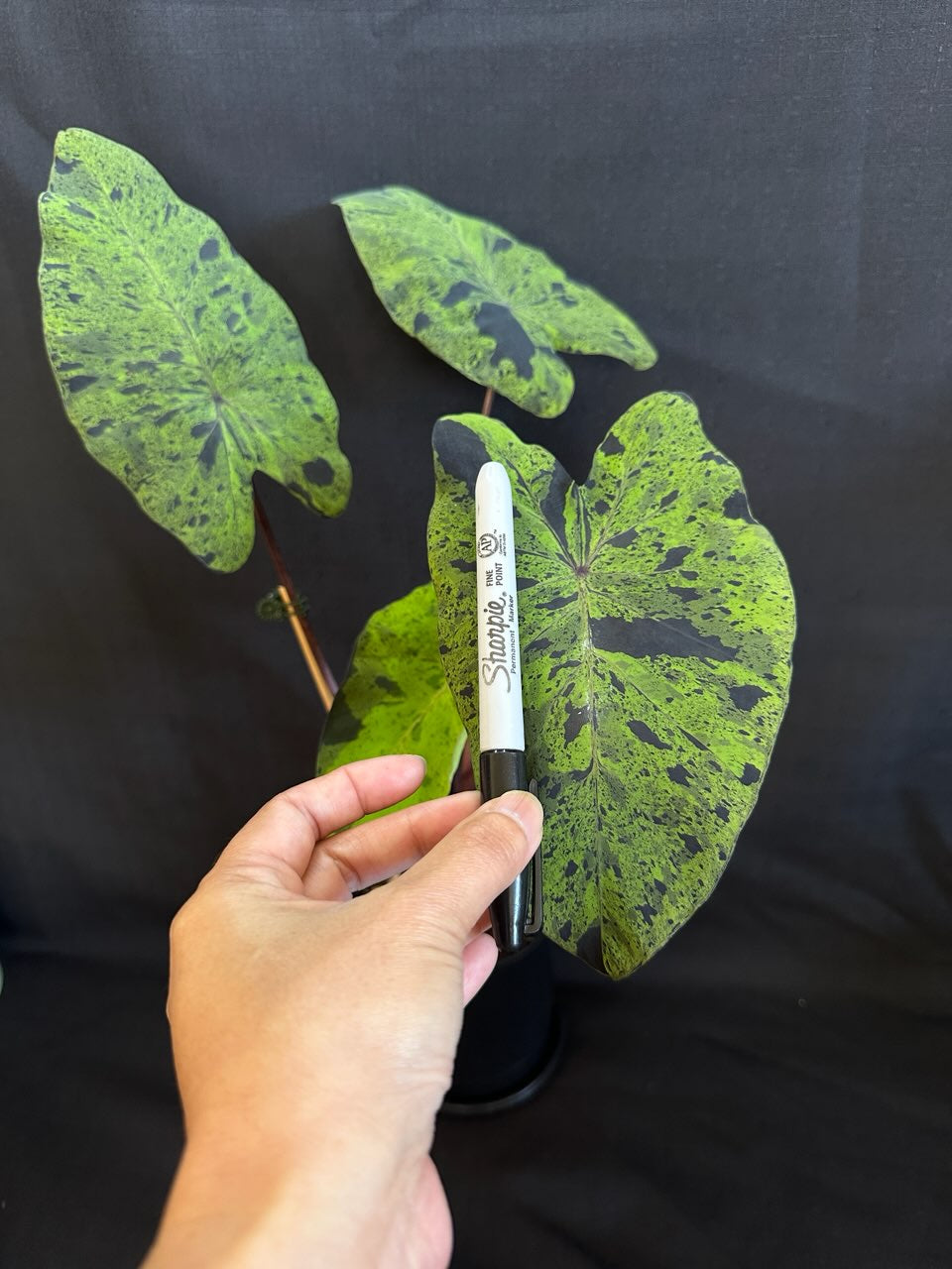 Alocasia & Colocasia Bundle Pack