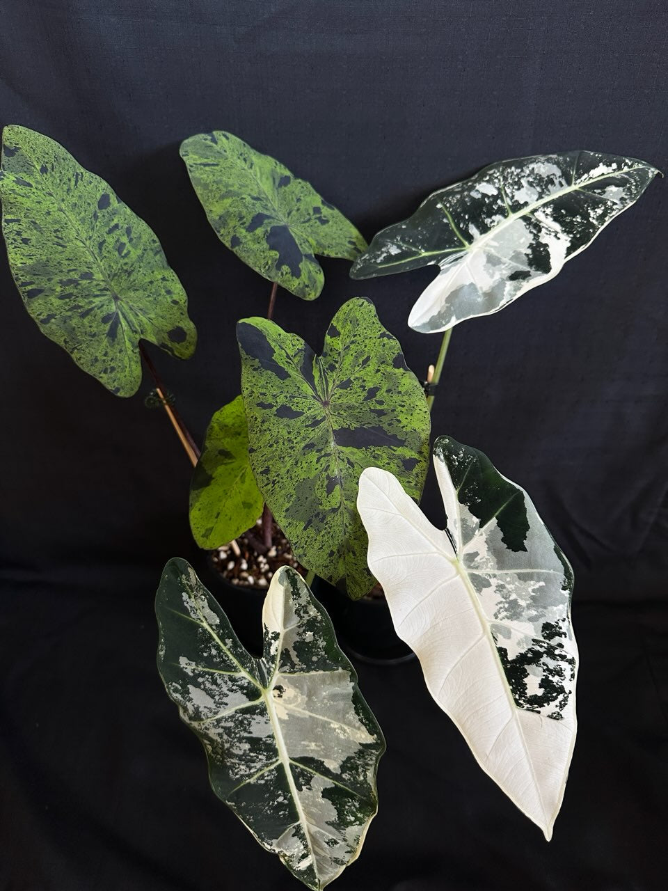 Alocasia & Colocasia Bundle Pack