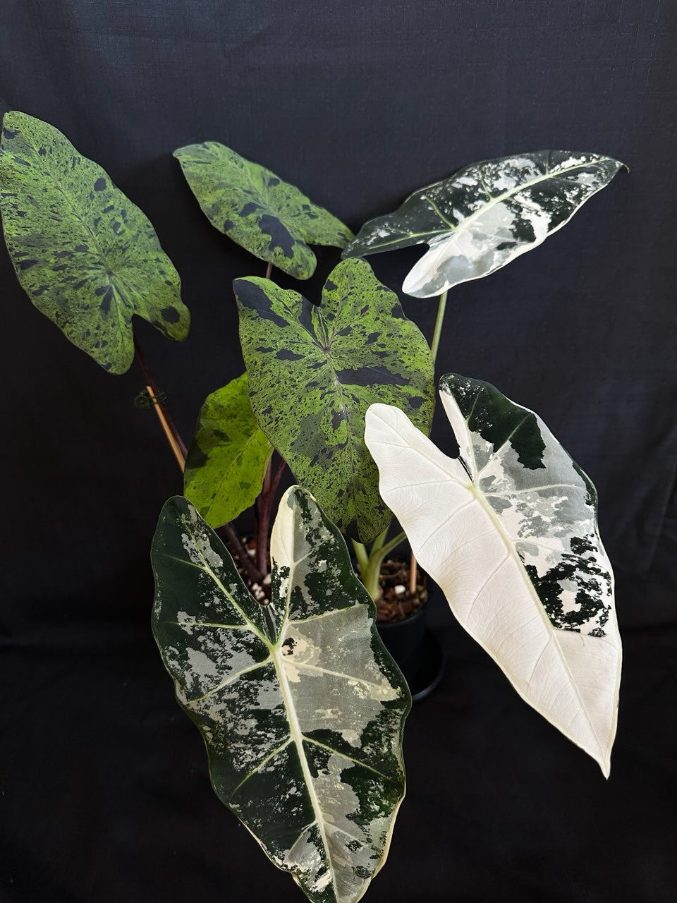 Alocasia & Colocasia Bundle Pack