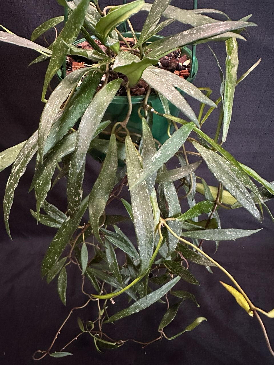 Hoya mirabilis  'Splash' (Basket with peduncles)