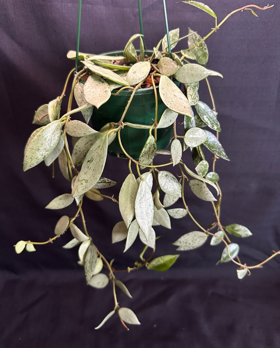 Hoya lacunosa  'Sulcata' (Basket)