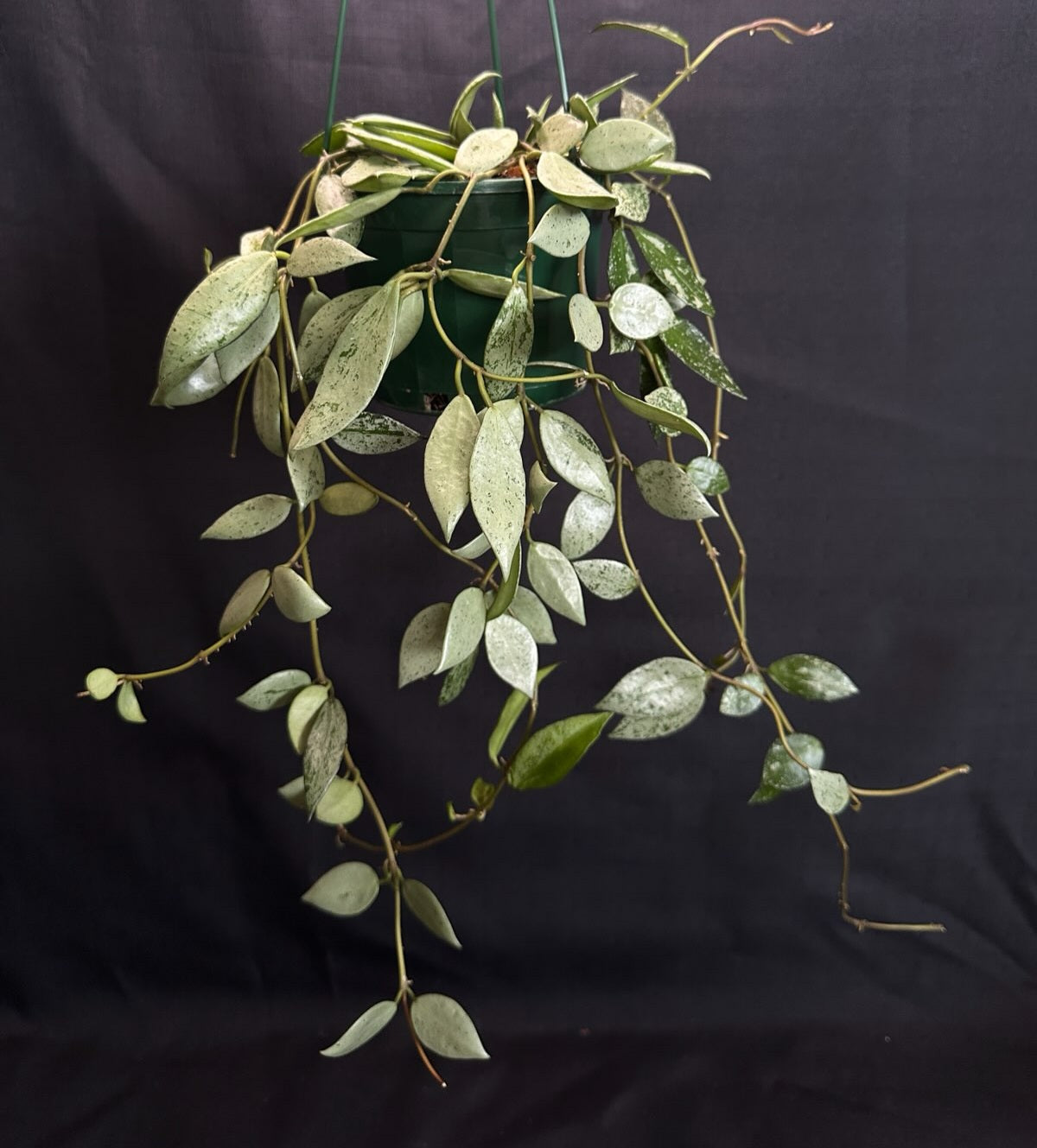 Hoya lacunosa  'Sulcata' (Basket)