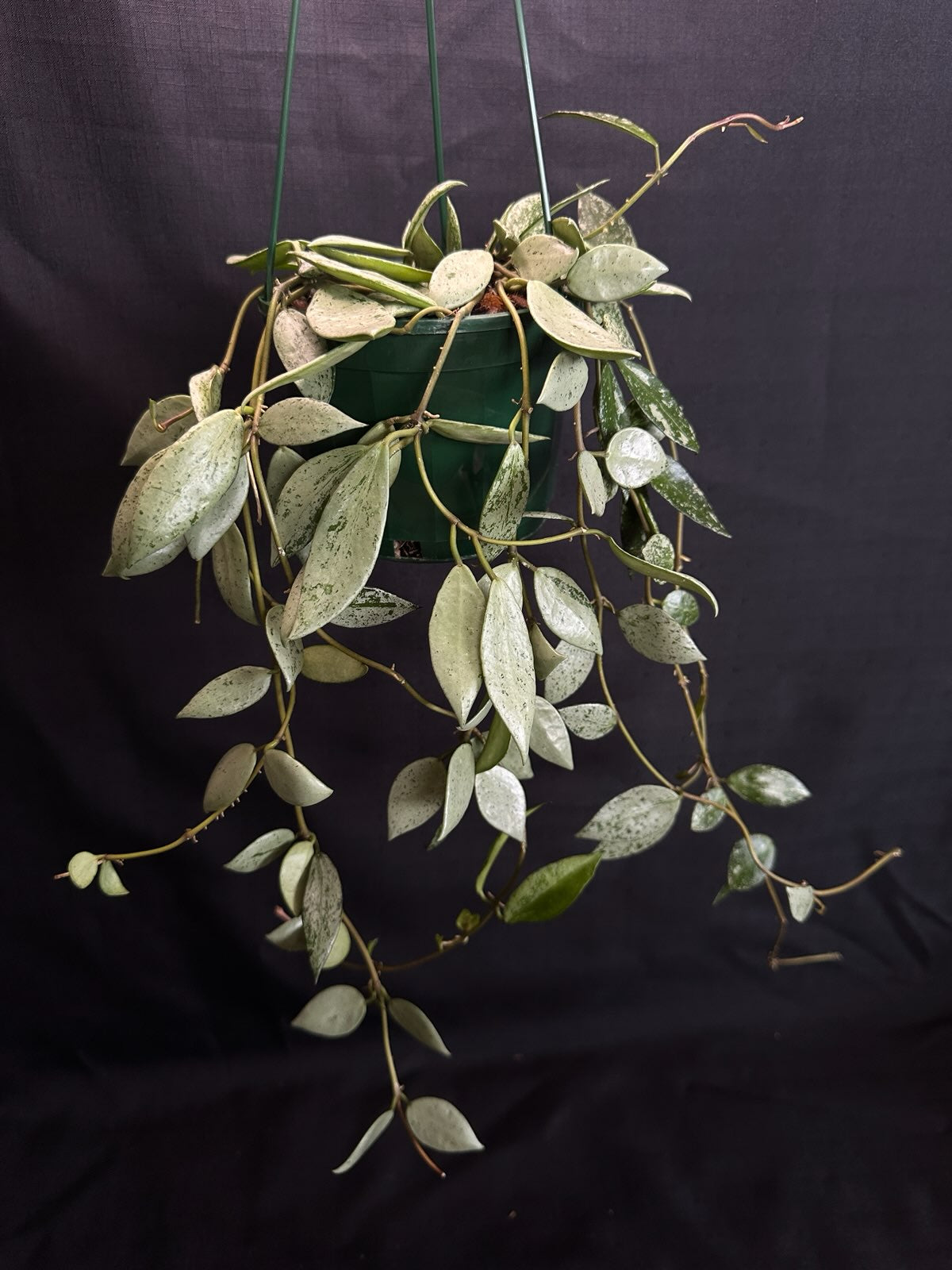Hoya lacunosa  'Sulcata' (Basket)