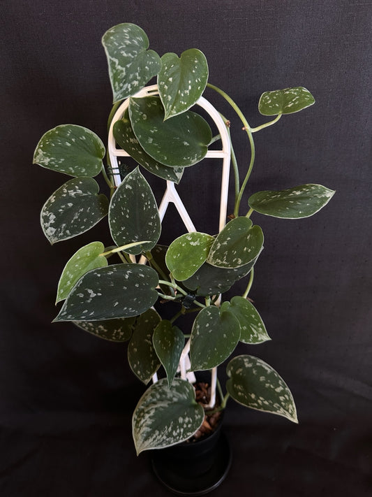 Scindapsus pictus 'Silvery Ann'