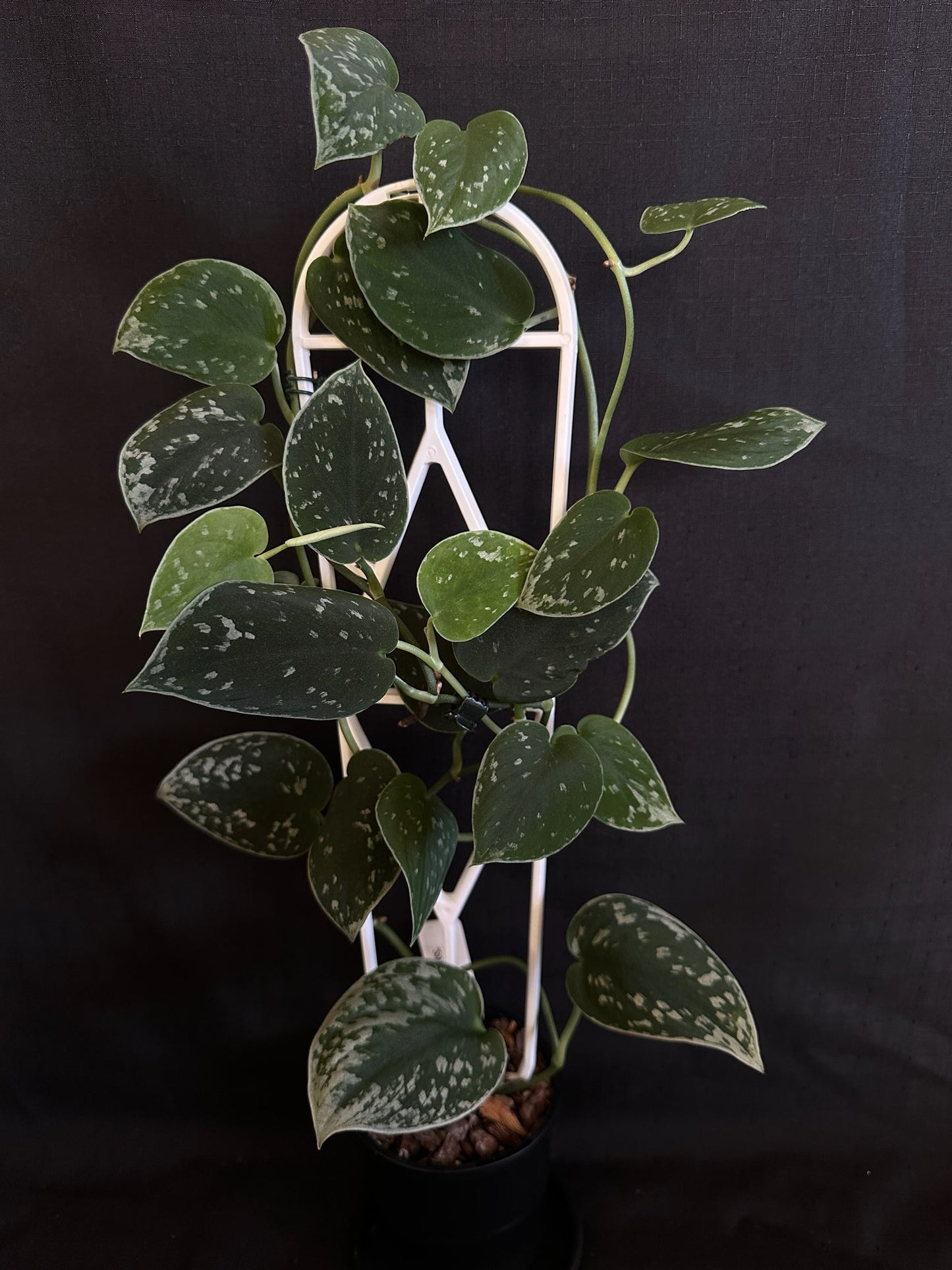 Scindapsus pictus 'Silvery Ann'