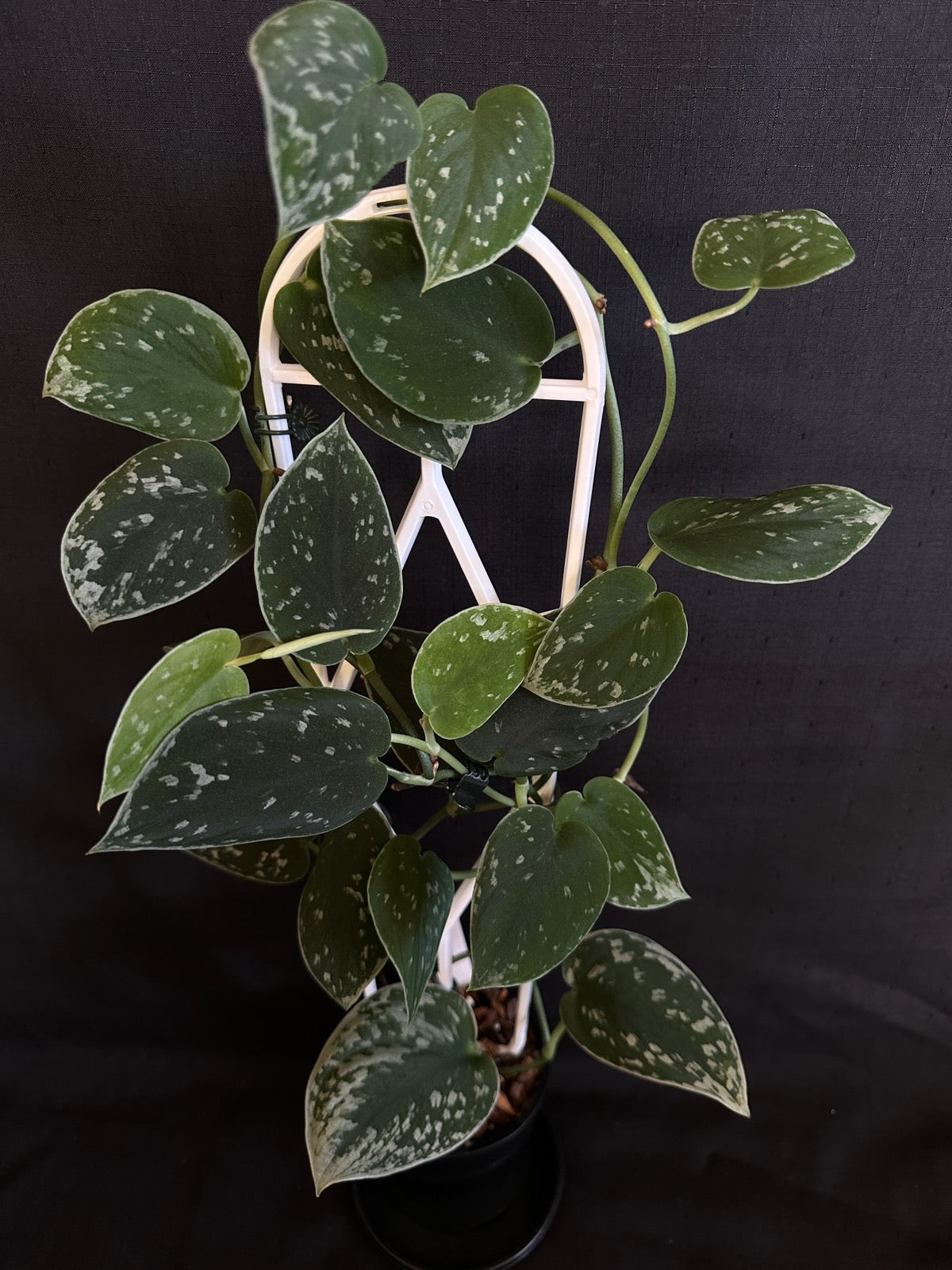 Scindapsus pictus 'Silvery Ann'