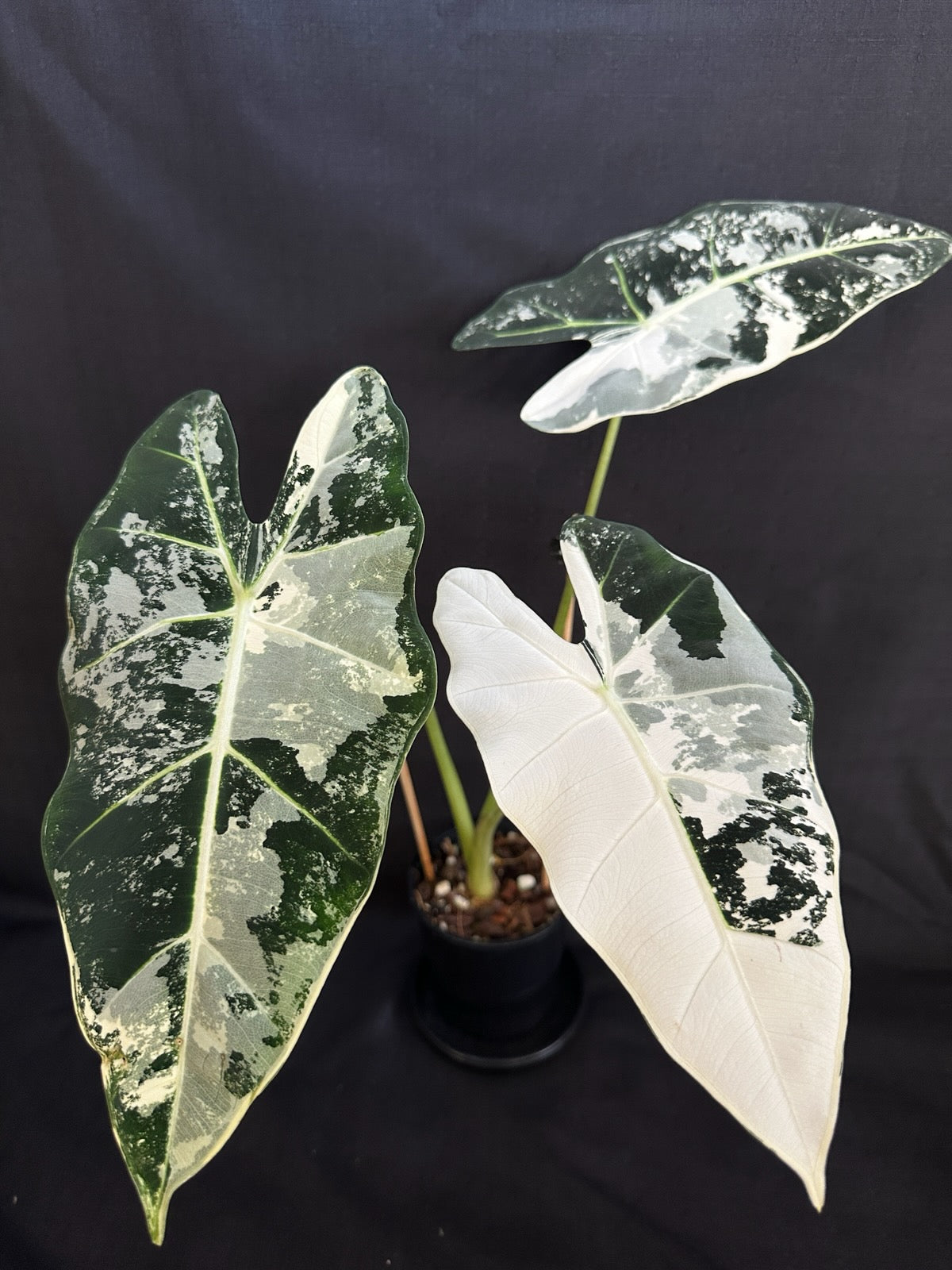 Alocasia & Colocasia Bundle Pack
