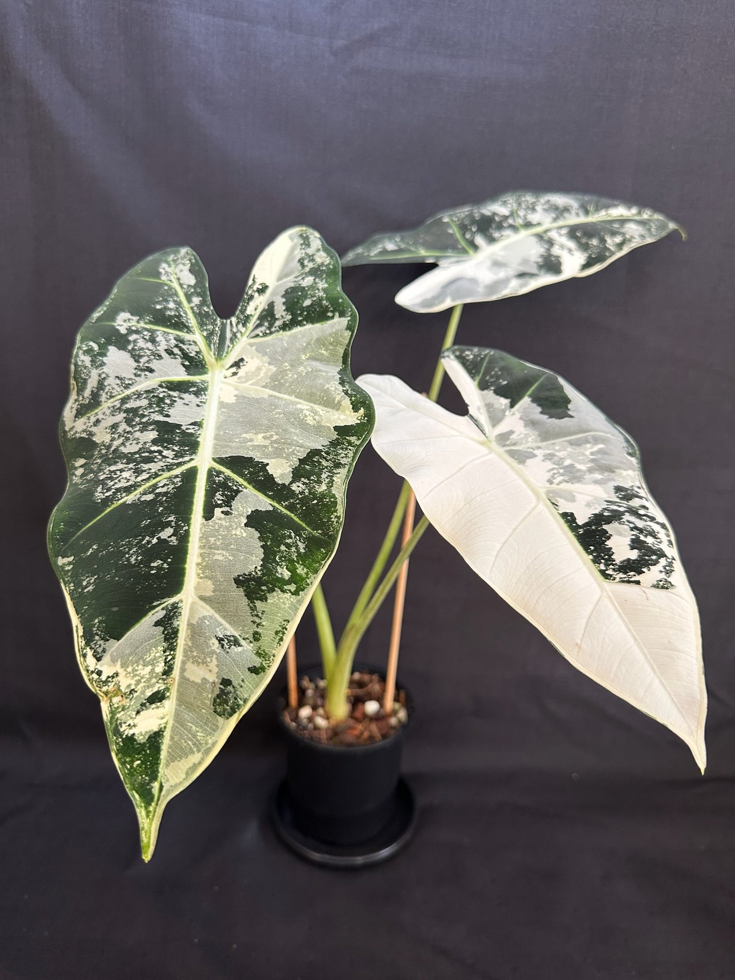 Alocasia & Colocasia Bundle Pack