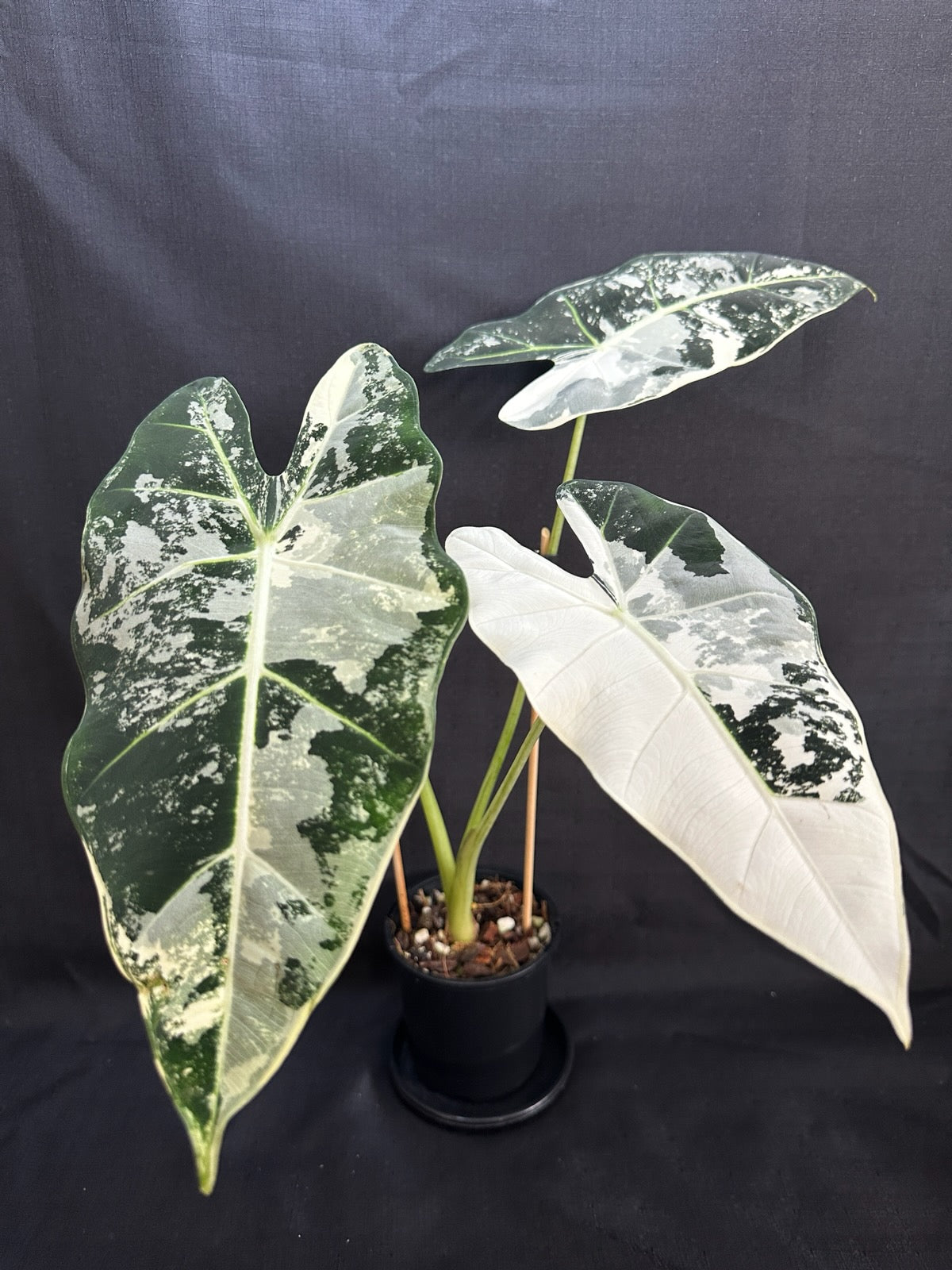 Alocasia & Colocasia Bundle Pack