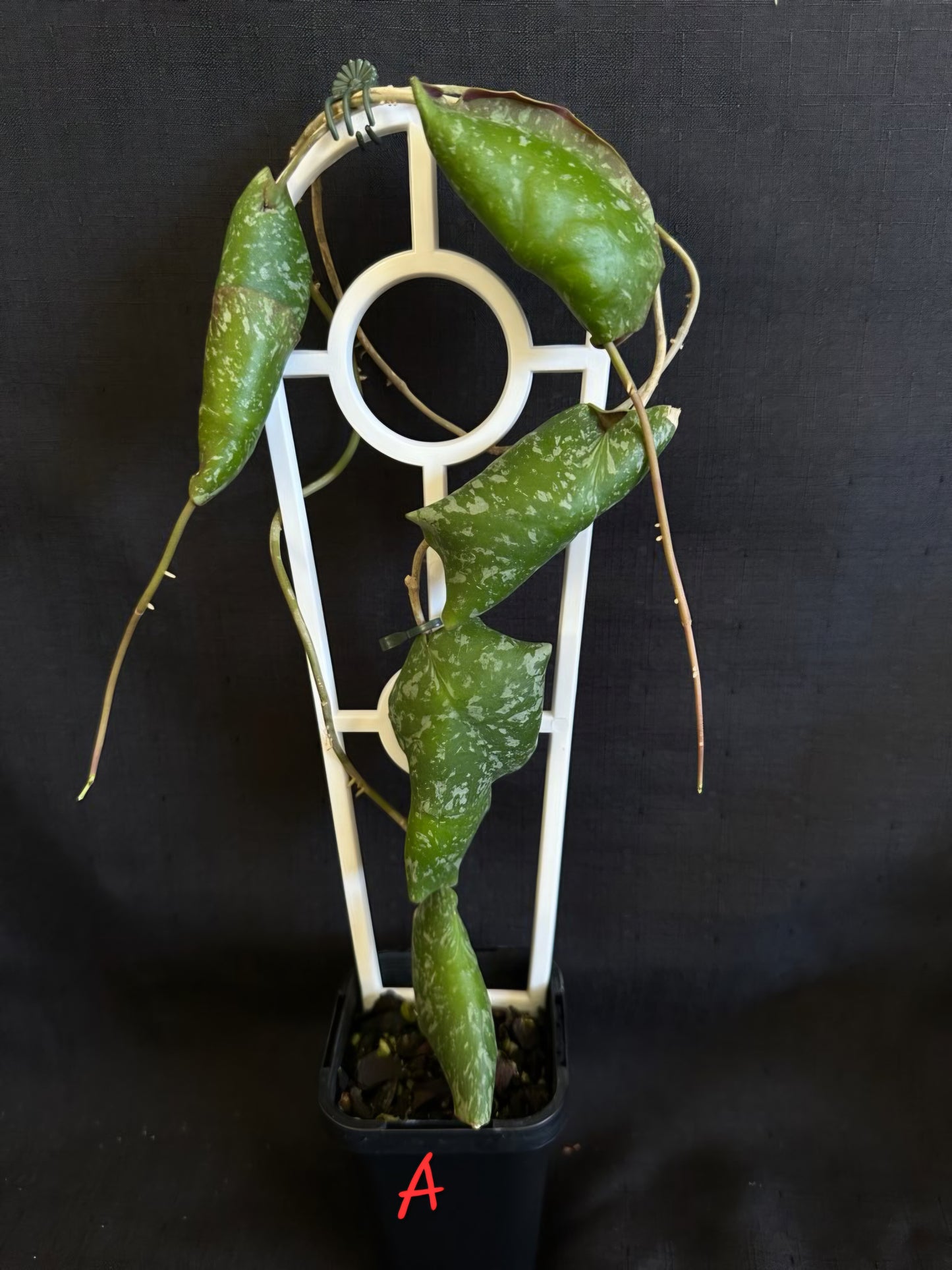 Hoya imbricata