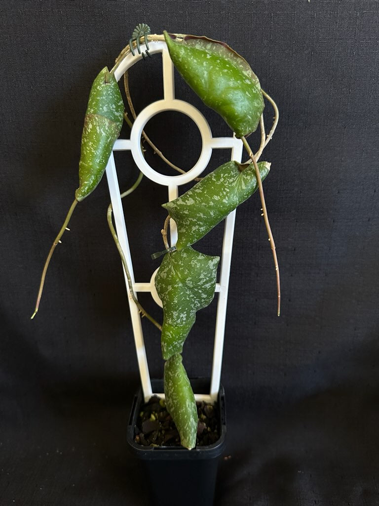 Hoya imbricata