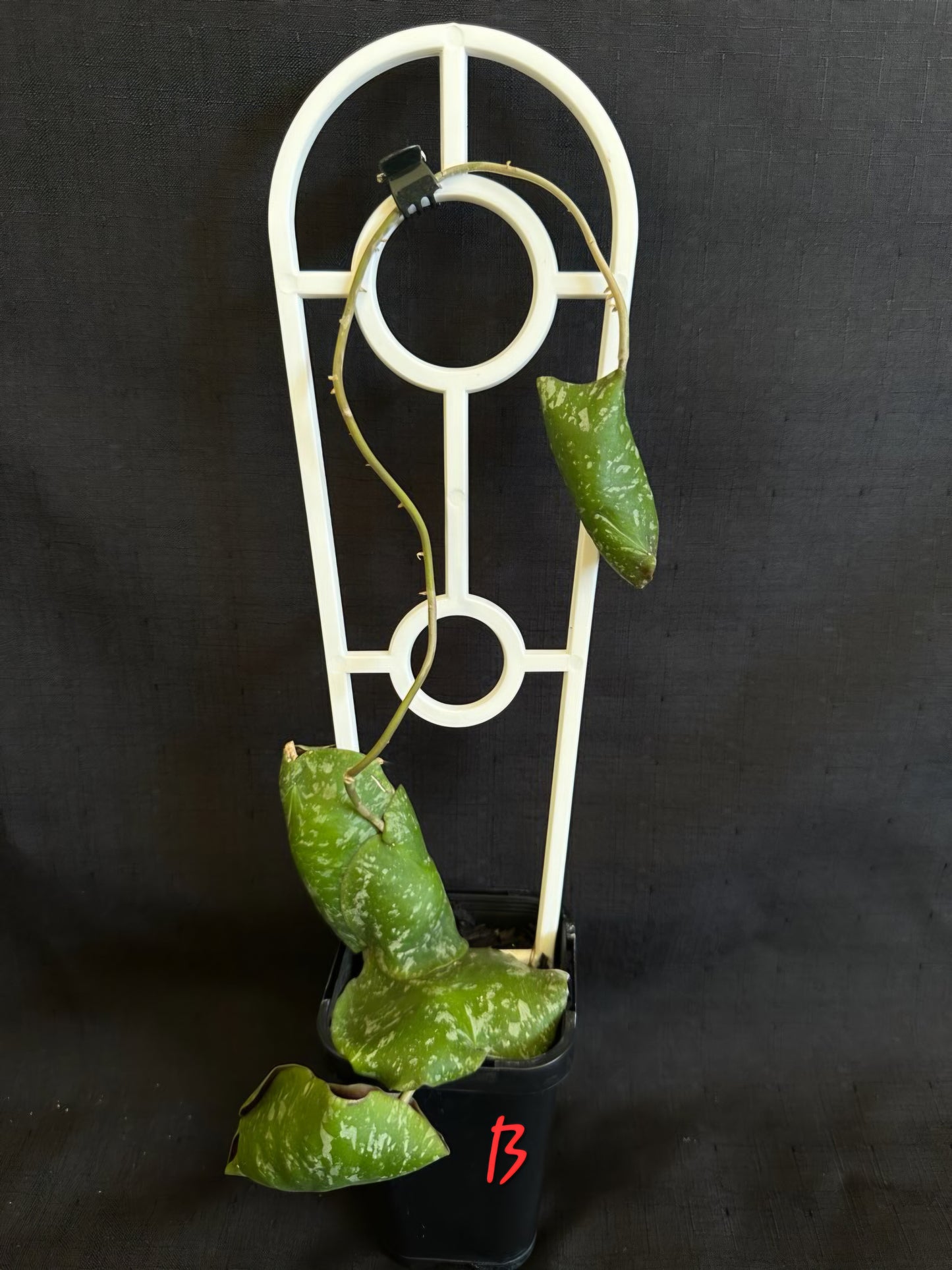Hoya imbricata