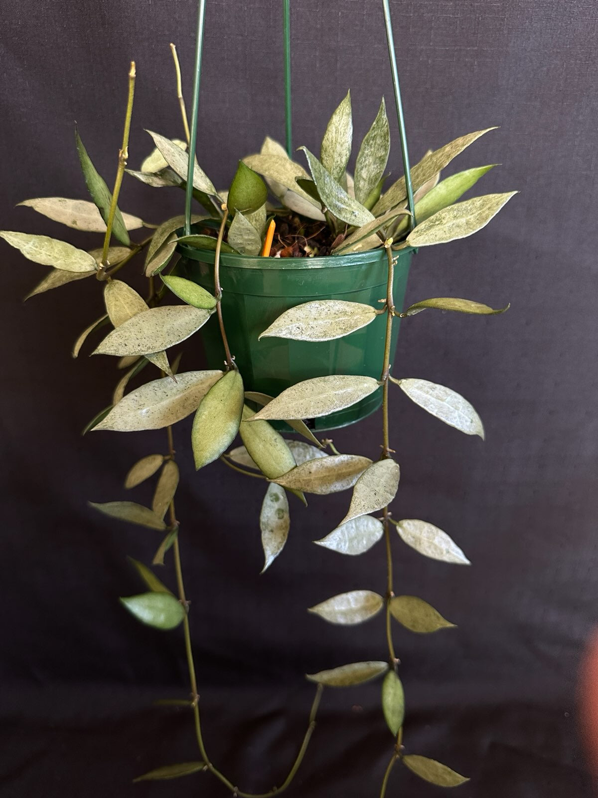 Hoya lacunosa 'Louisa's Silver' (Basket)