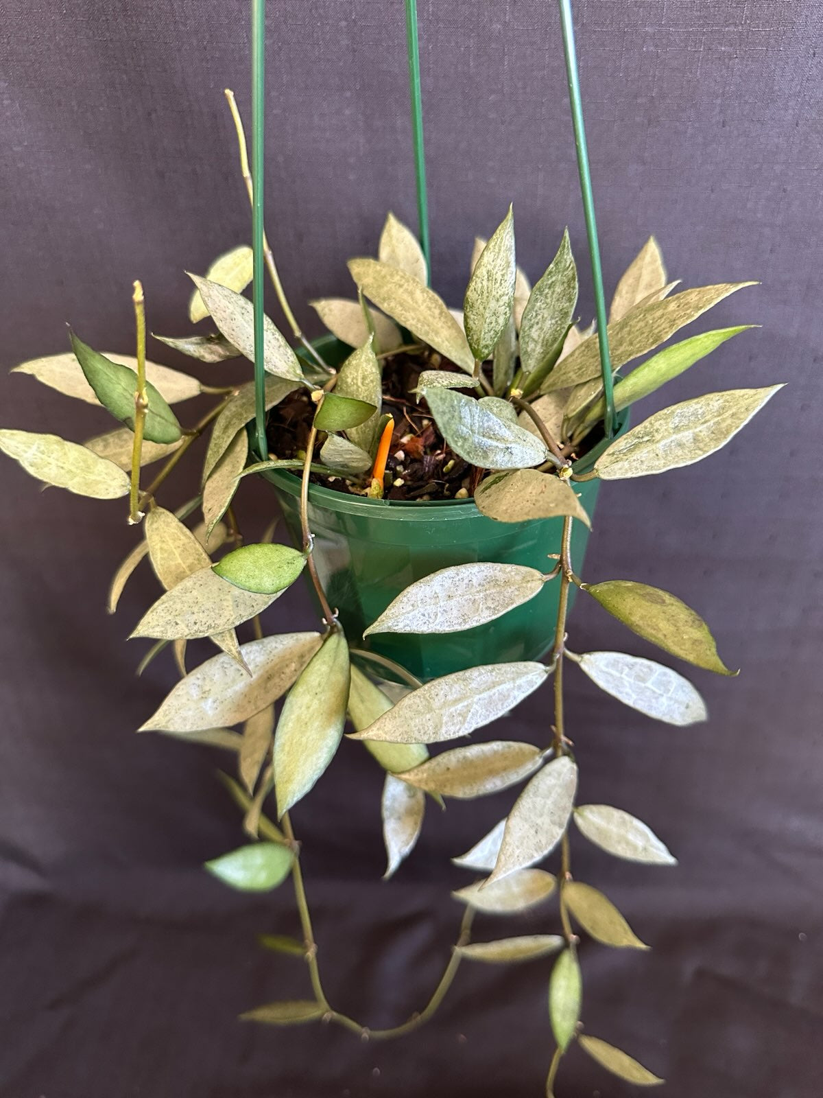 Hoya lacunosa 'Louisa's Silver' (Basket)