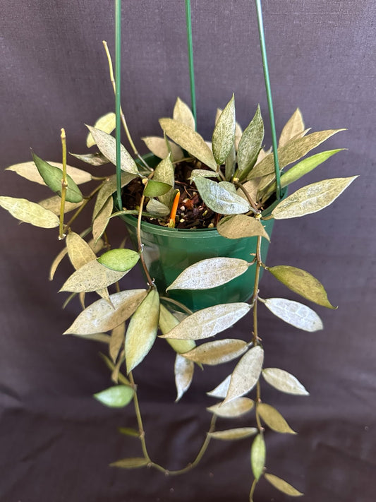 Hoya lacunosa 'Louisa's Silver' (Basket)