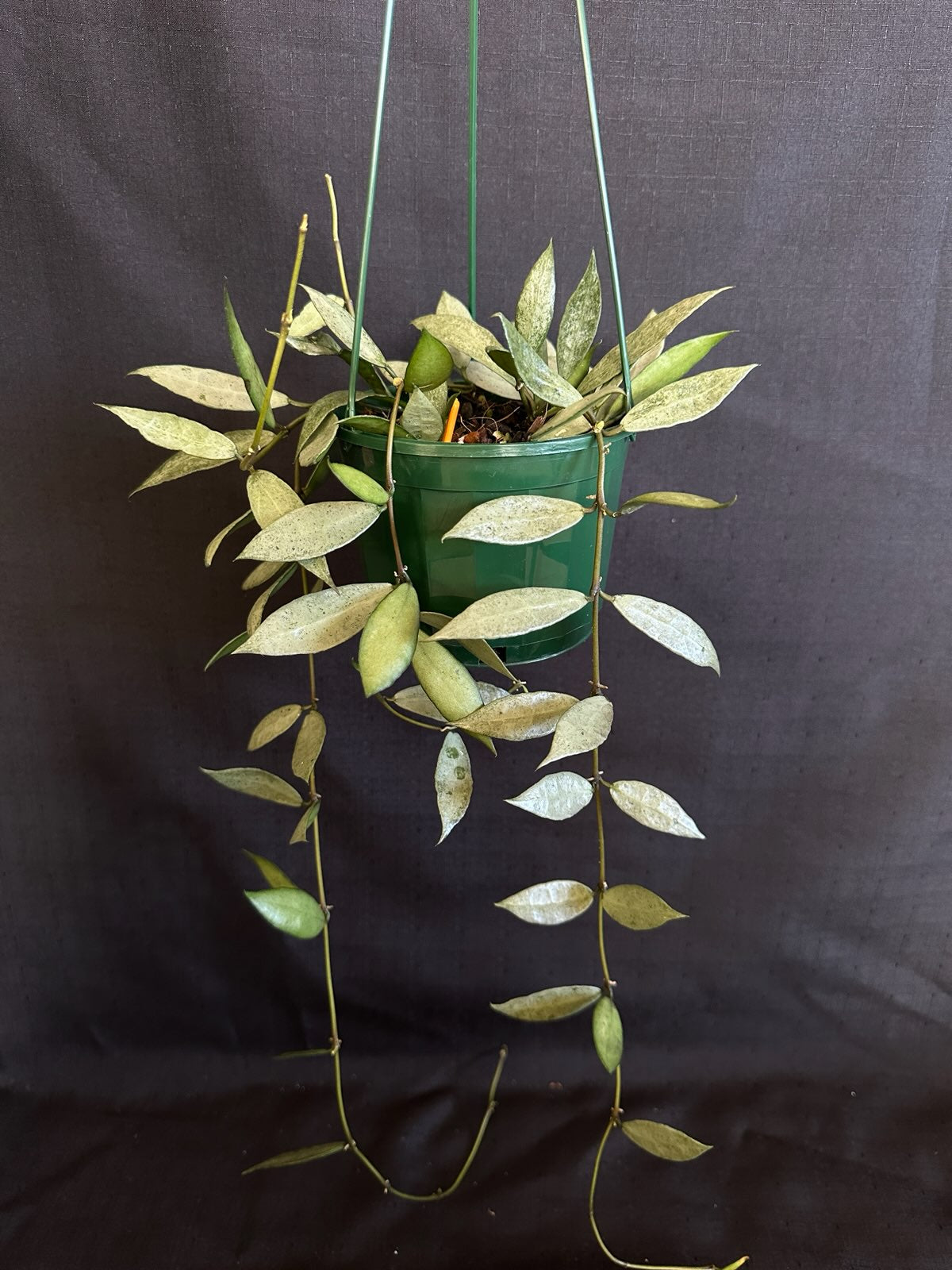 Hoya lacunosa 'Louisa's Silver' (Basket)