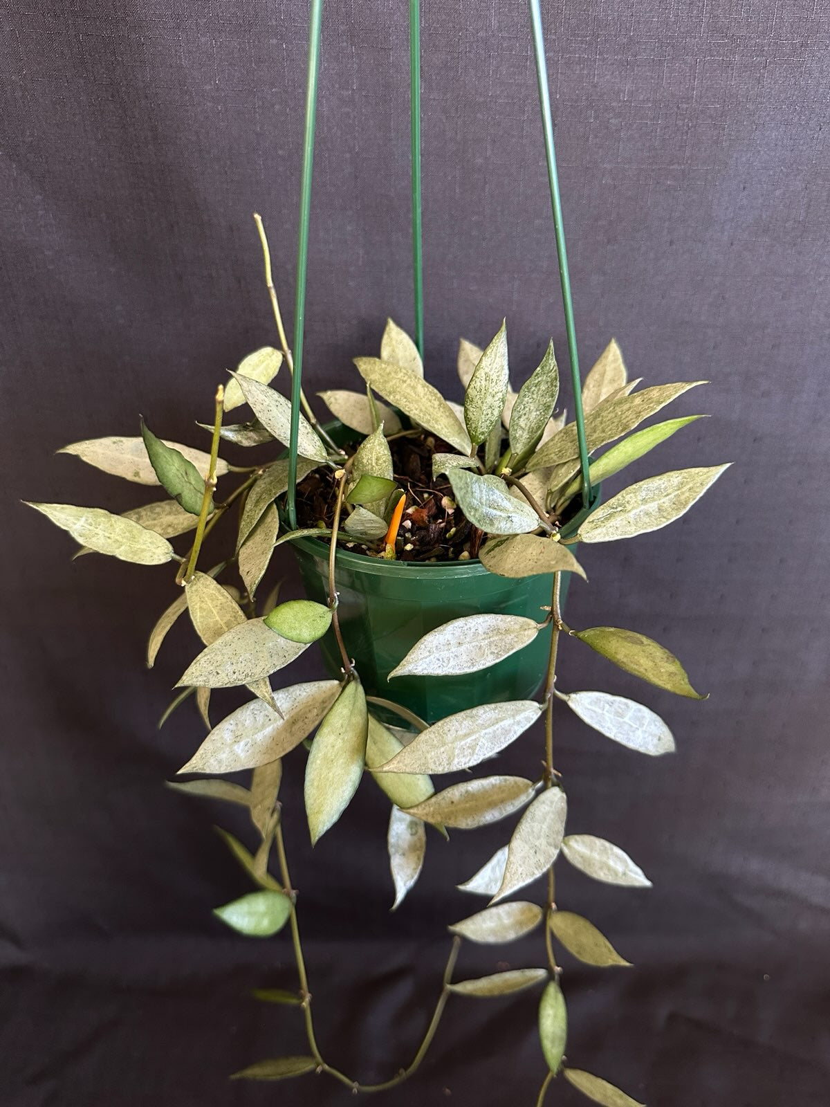Hoya lacunosa 'Louisa's Silver' (Basket)