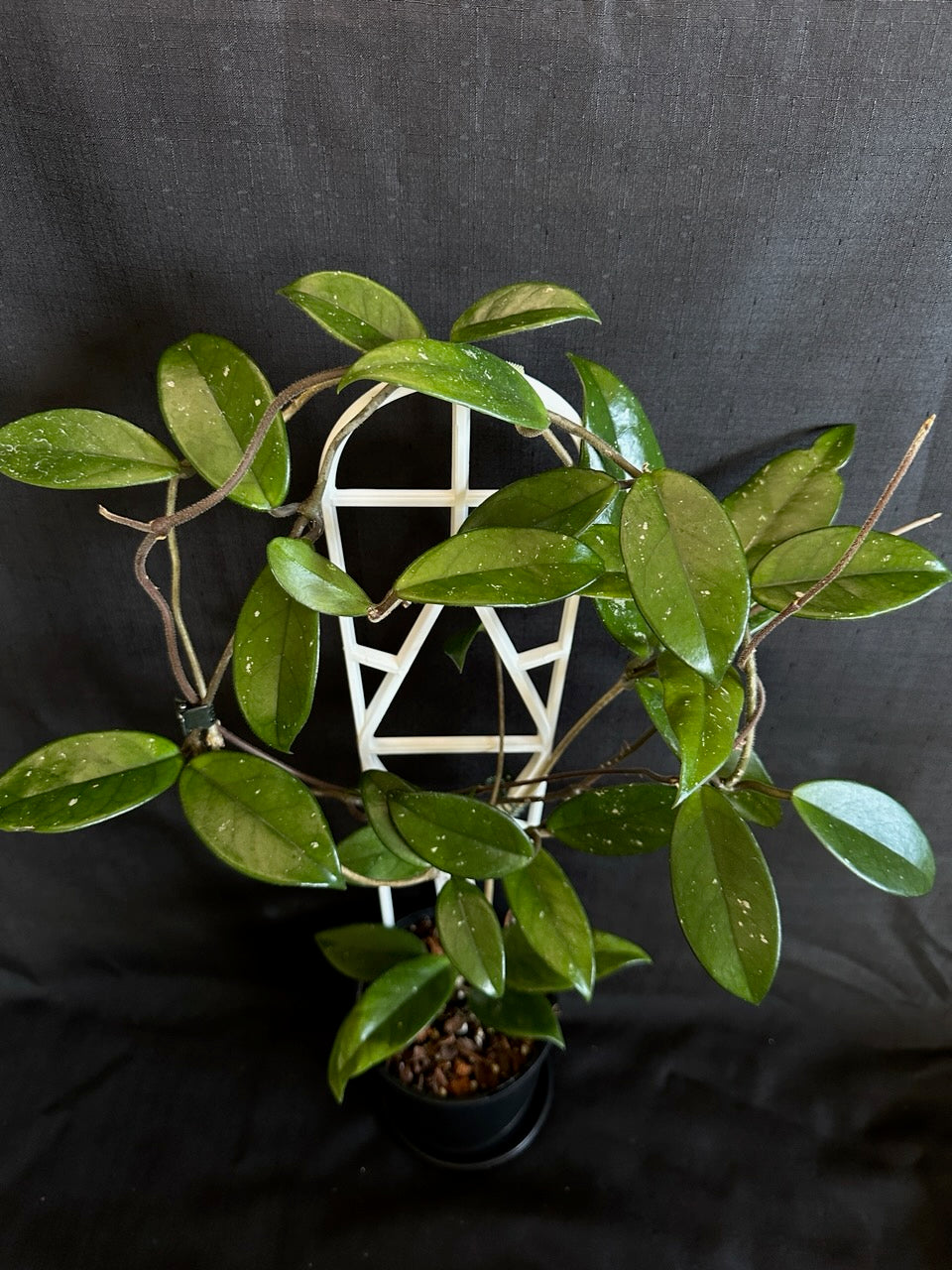 Hoya crassifolia 'China'