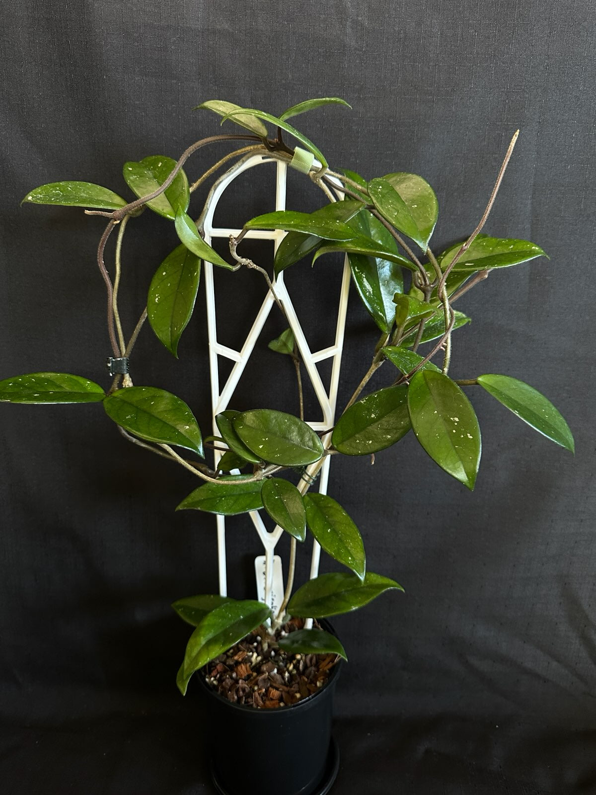 Hoya crassifolia 'China'