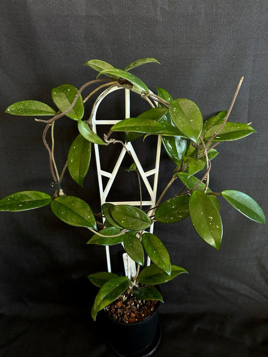 Hoya crassifolia 'China'