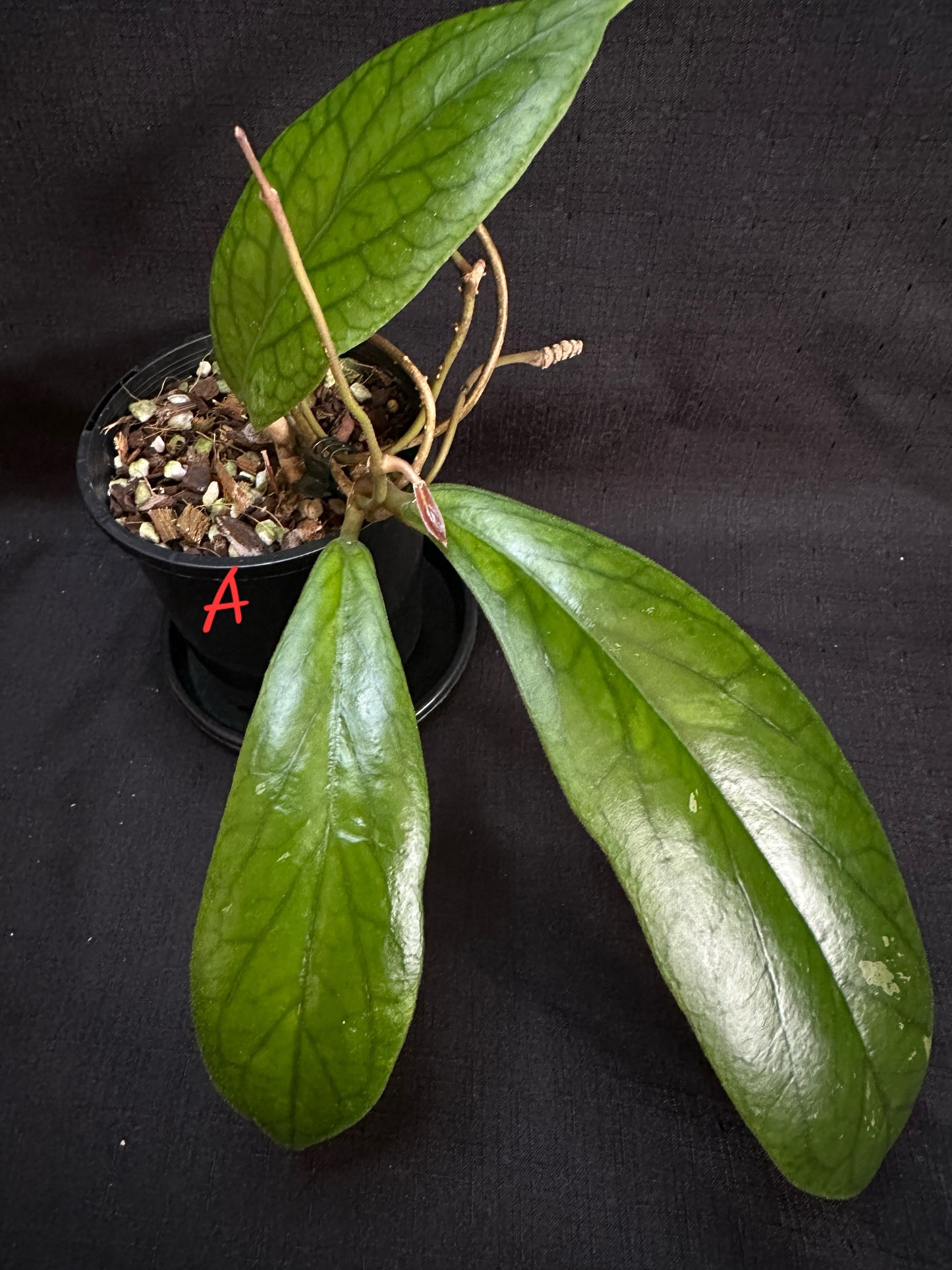 Hoya vitellinoides